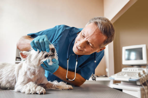 Best After-Hours Emergency Dentist in Big Lake, MN
